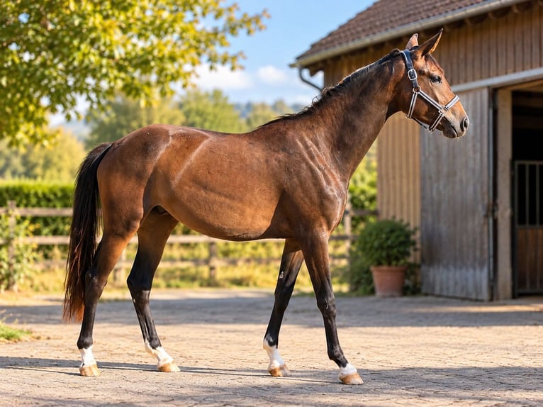 Oldenburger Merrie 2 Jaar 168 cm Bruin in Erbach