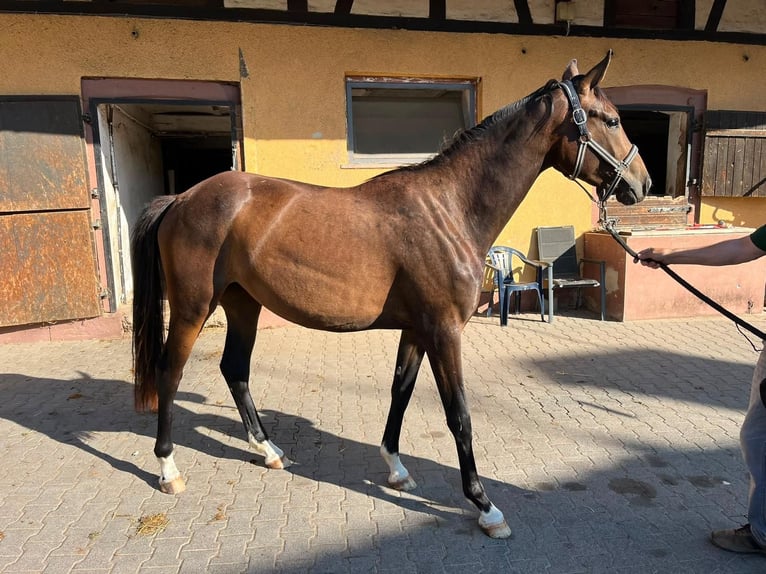 Oldenburger Merrie 2 Jaar 168 cm Bruin in Erbach