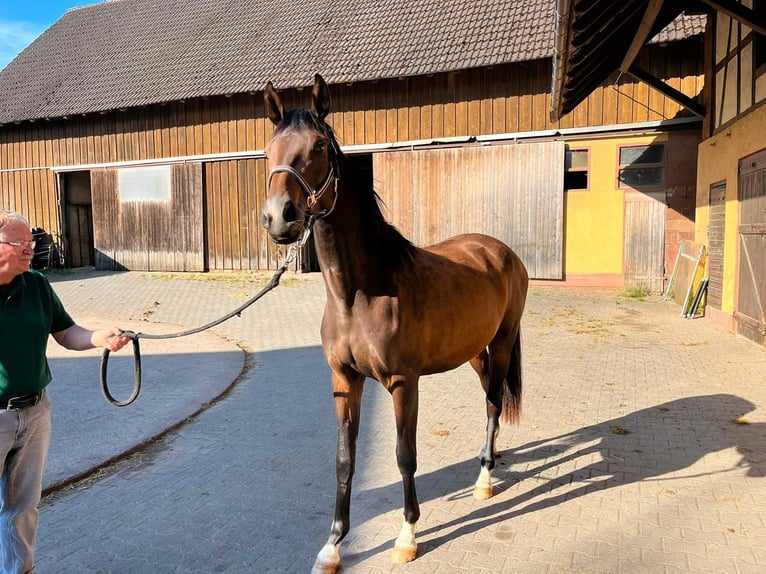 Oldenburger Merrie 2 Jaar 168 cm Bruin in Erbach