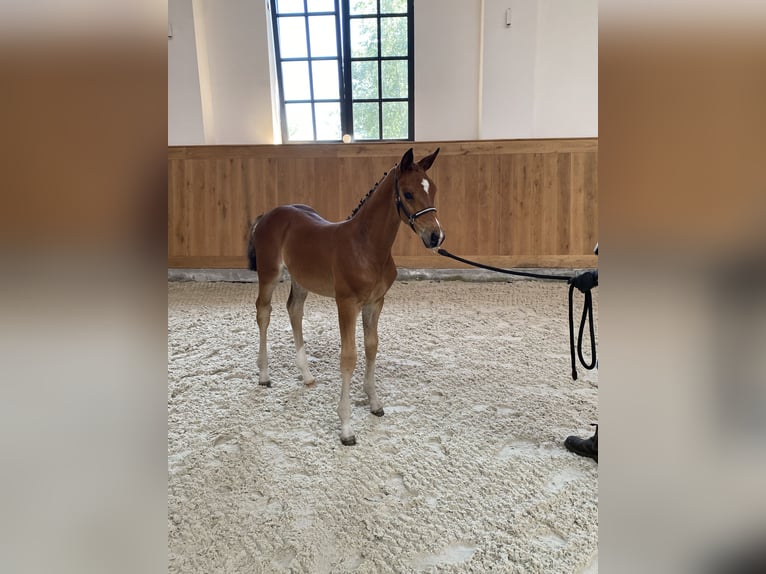 Oldenburger Merrie 2 Jaar 168 cm Bruin in Blunk