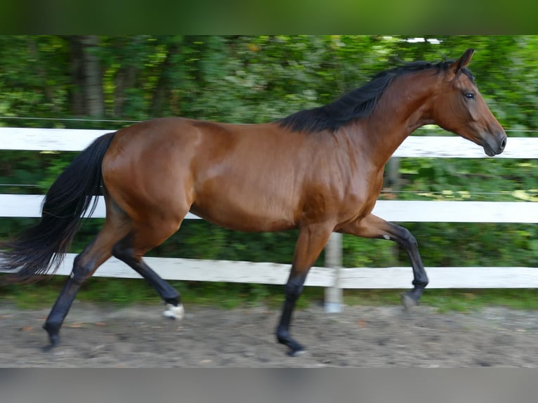 Oldenburger Merrie 2 Jaar 168 cm Bruin in Greifenstein