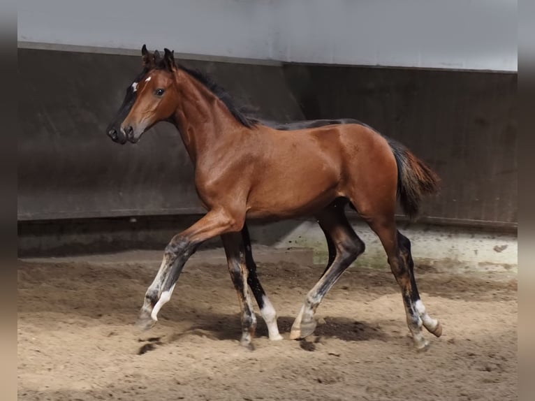 Oldenburger Merrie 2 Jaar 168 cm Bruin in Bramsche