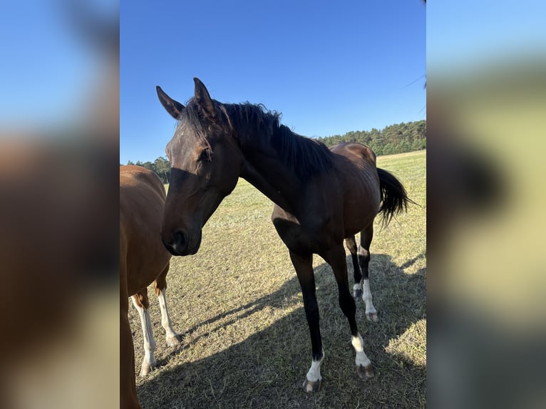 Oldenburger Merrie 2 Jaar 168 cm Bruin in Niemegk
