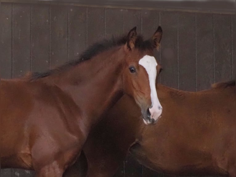 Oldenburger Merrie 2 Jaar 168 cm Bruin in Bramsche