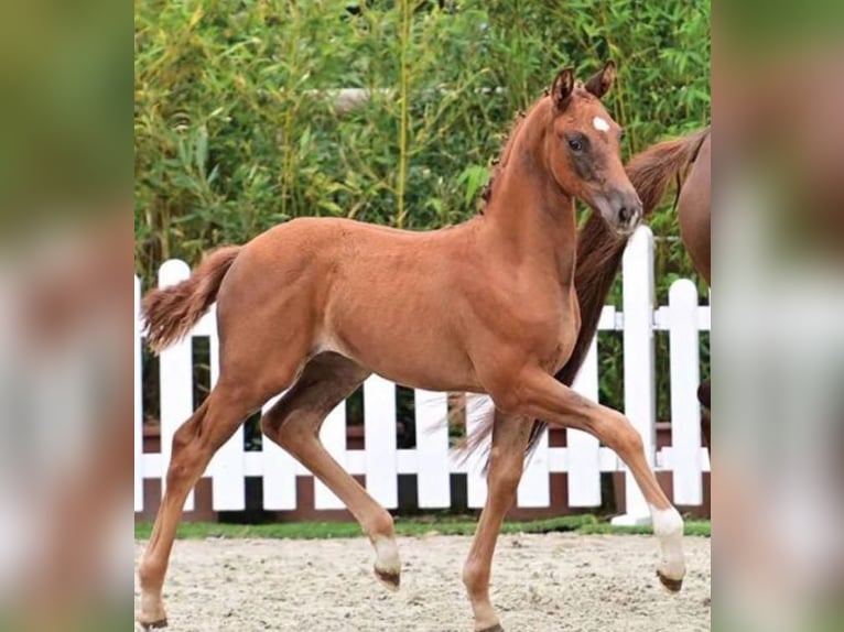 Oldenburger Merrie 2 Jaar 168 cm Vos in Leer (Ostfriesland)