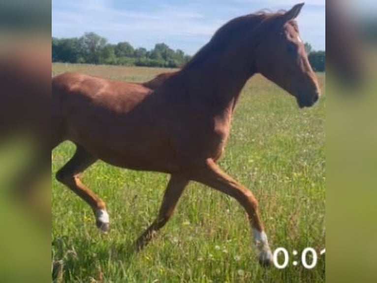 Oldenburger Merrie 2 Jaar 168 cm Vos in Leer (Ostfriesland)