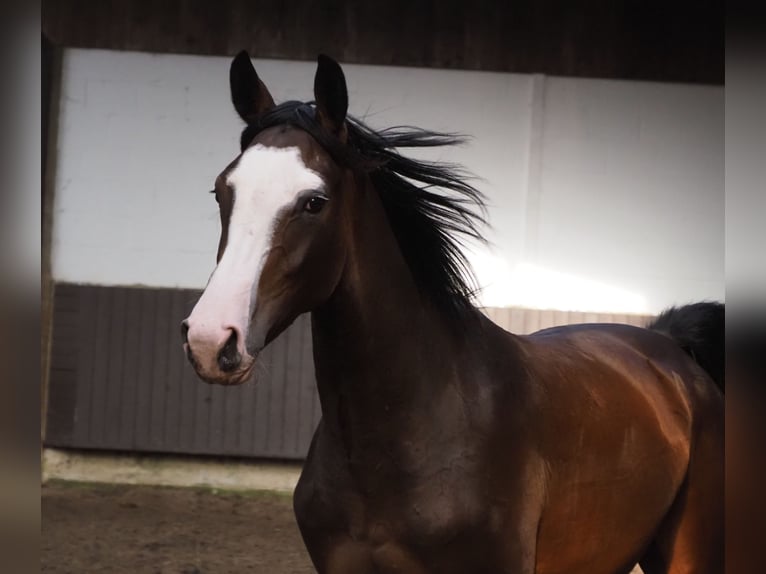 Oldenburger Merrie 2 Jaar 169 cm Bruin in Bramsche