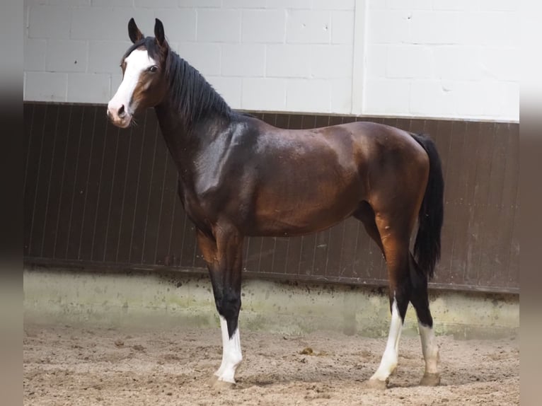 Oldenburger Merrie 2 Jaar 169 cm Bruin in Bramsche