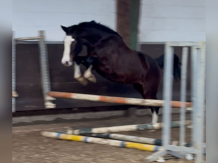 Oldenburger Merrie 2 Jaar 169 cm Bruin in Bramsche