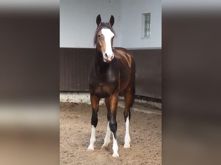 Oldenburger Merrie 2 Jaar 169 cm Bruin in Bramsche