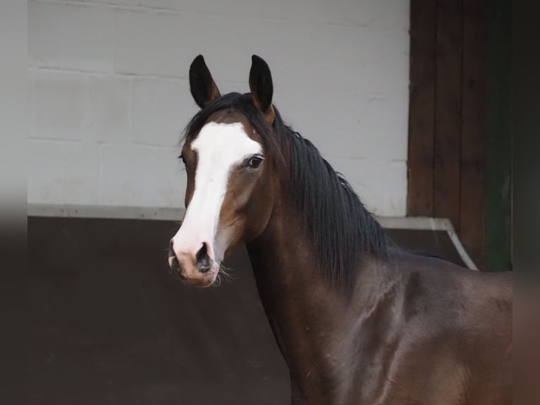 Oldenburger Merrie 2 Jaar 169 cm Bruin in Bramsche