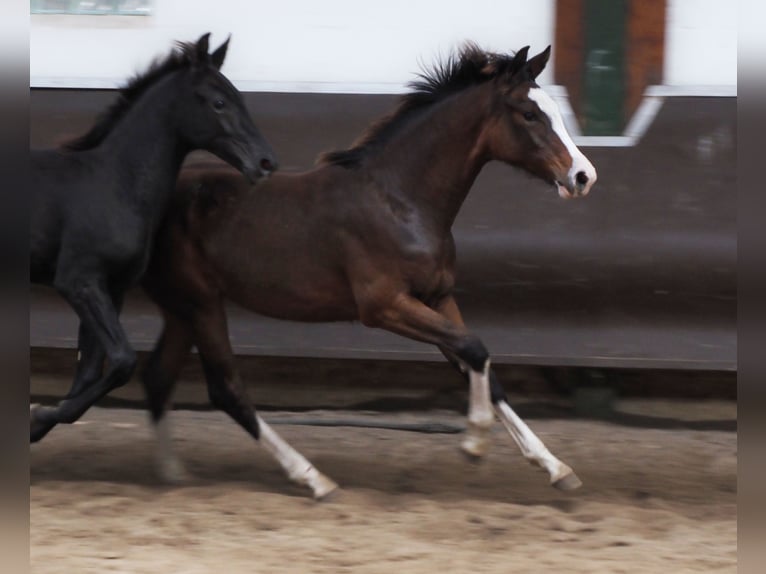 Oldenburger Merrie 2 Jaar 169 cm Bruin in Bramsche