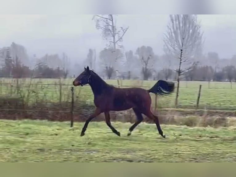 Oldenburger Merrie 2 Jaar 170 cm Donkerbruin in breendonk