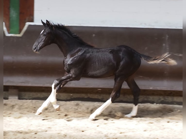 Oldenburger Merrie 2 Jaar 170 cm Zwart in Bramsche