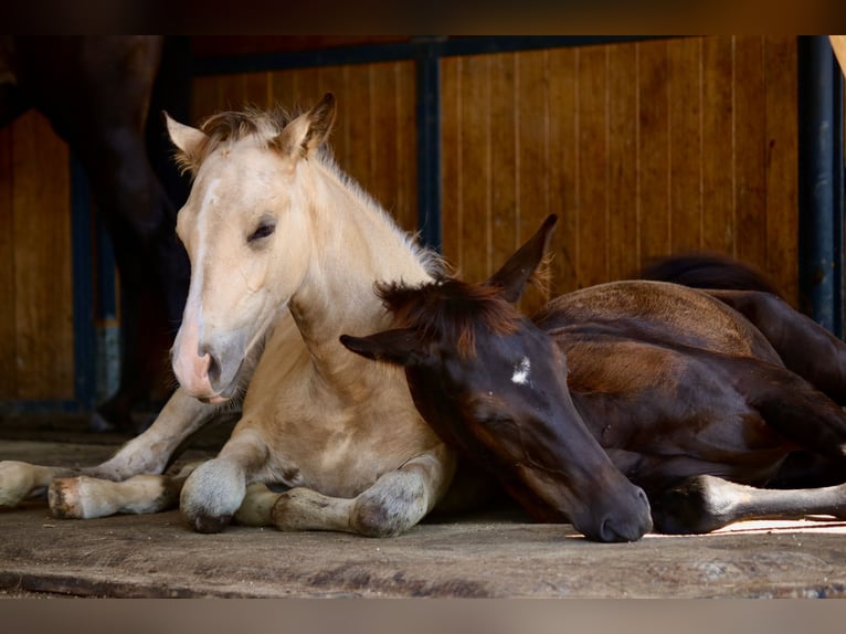 Oldenburger Merrie 2 Jaar 170 cm Zwart in Gudensberg