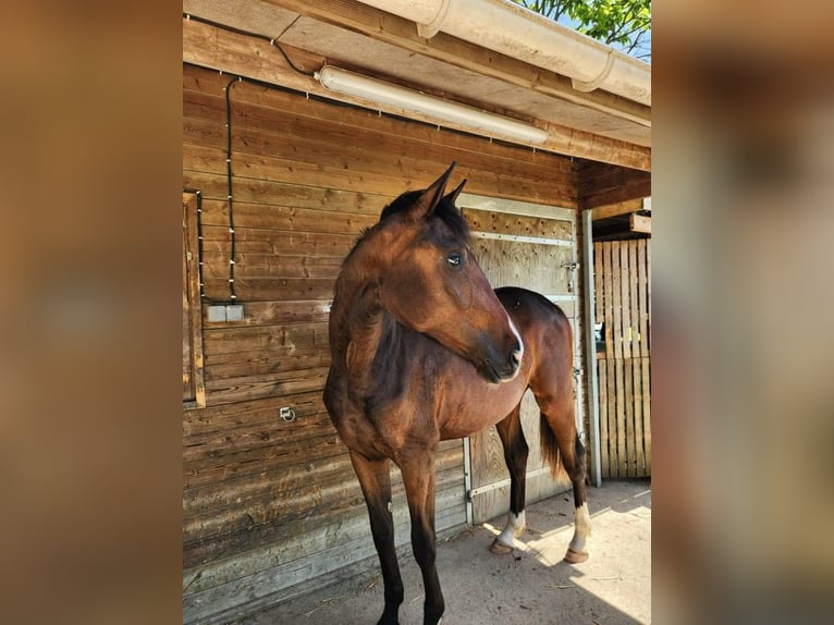 Oldenburger Merrie 2 Jaar 170 cm Zwartbruin in Bazoches sur le Betz