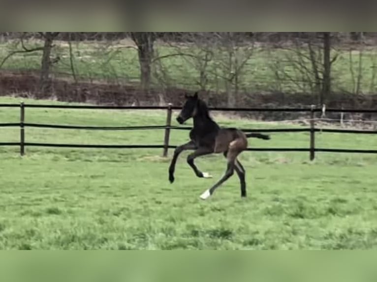 Oldenburger Merrie 2 Jaar 170 cm Zwartbruin in Emmerthal