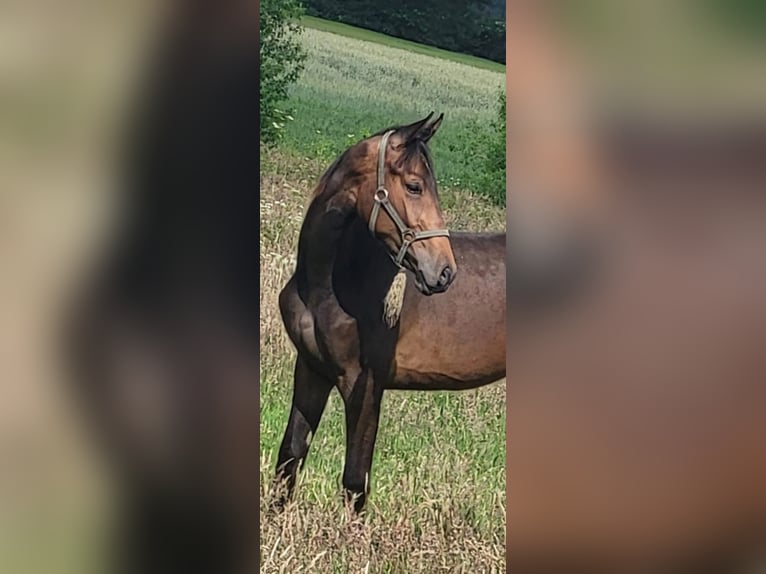 Oldenburger Merrie 2 Jaar 172 cm Bruin in Emstek