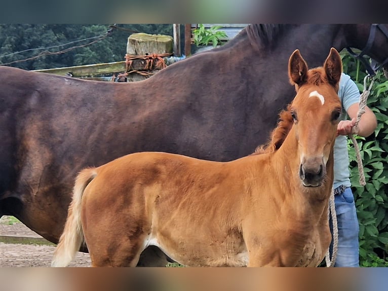 Oldenburger Merrie 2 Jaar 172 cm Donkere-vos in Ehrenburg