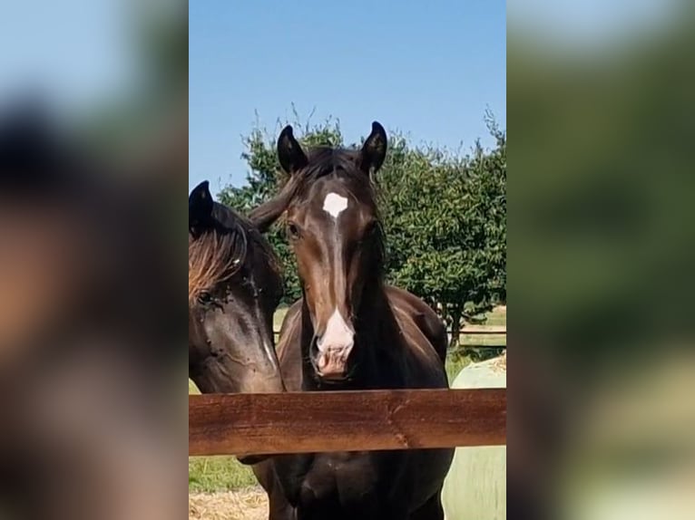 Oldenburger Merrie 2 Jaar 173 cm Zwartbruin in Wittmund