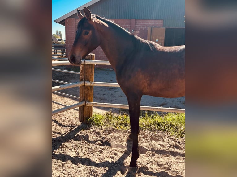 Oldenburger Merrie 2 Jaar Bruin in Winsen (Luhe)