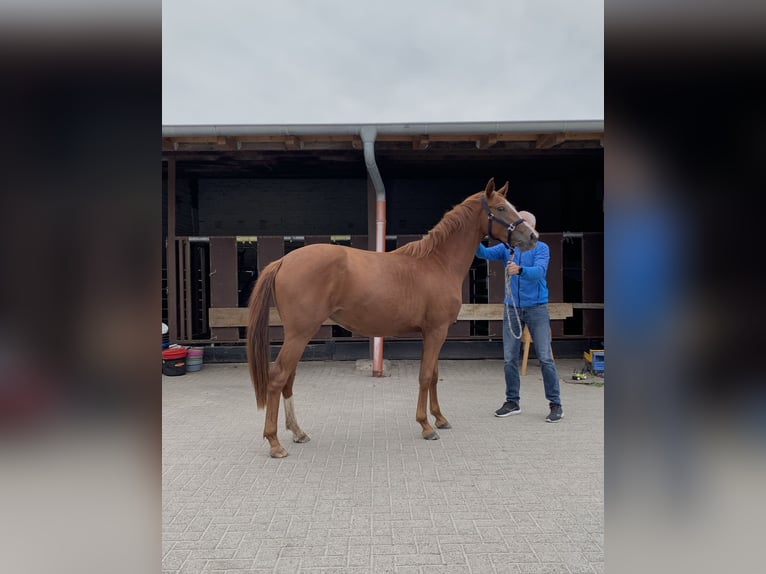 Oldenburger Merrie 2 Jaar Donkere-vos in Steinfeld