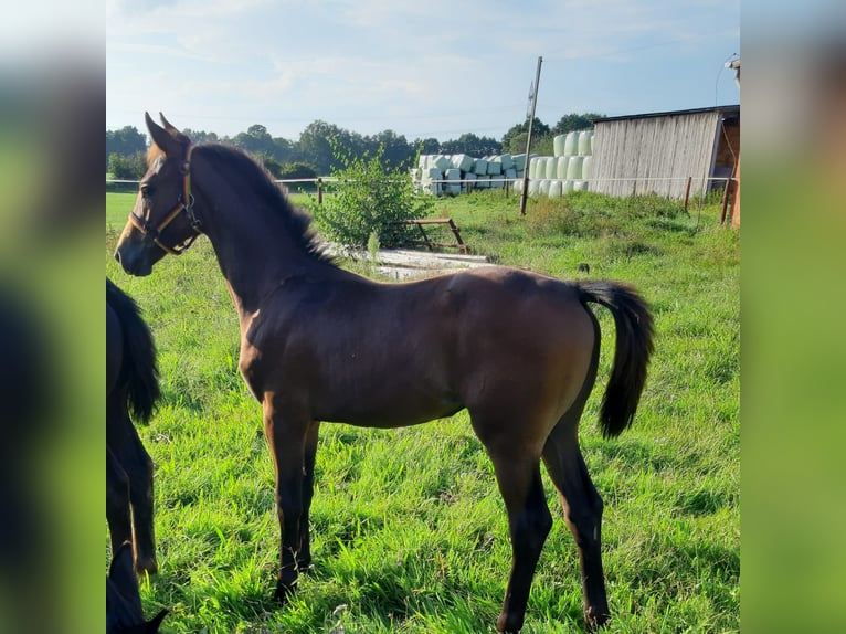 Oldenburger Merrie 2 Jaar in Ganderkesee