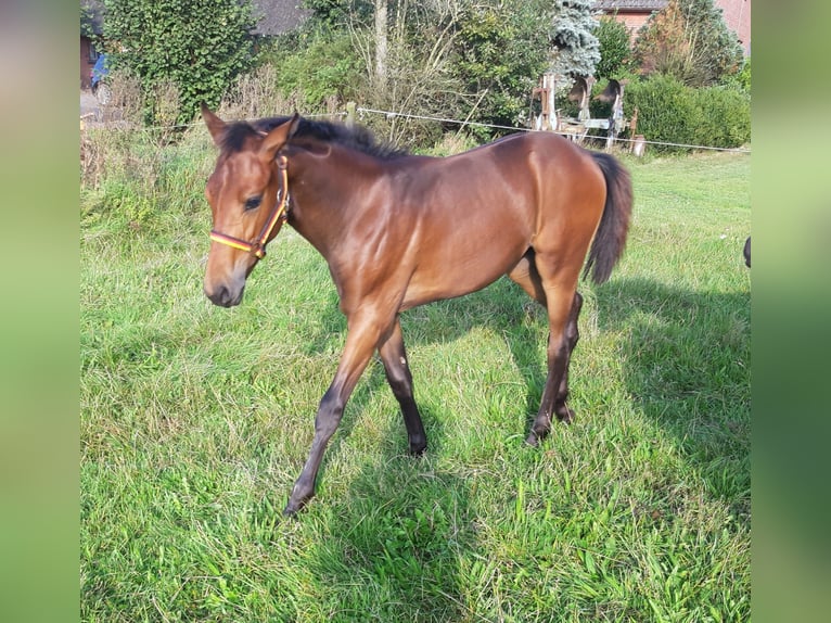 Oldenburger Merrie 2 Jaar in Ganderkesee