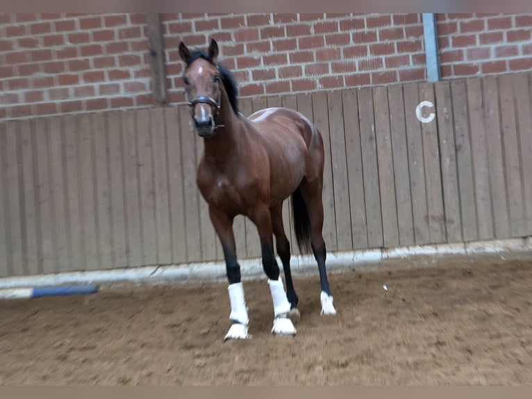 Oldenburger Merrie 2 Jaar  in Neuenkirchen-Vörden