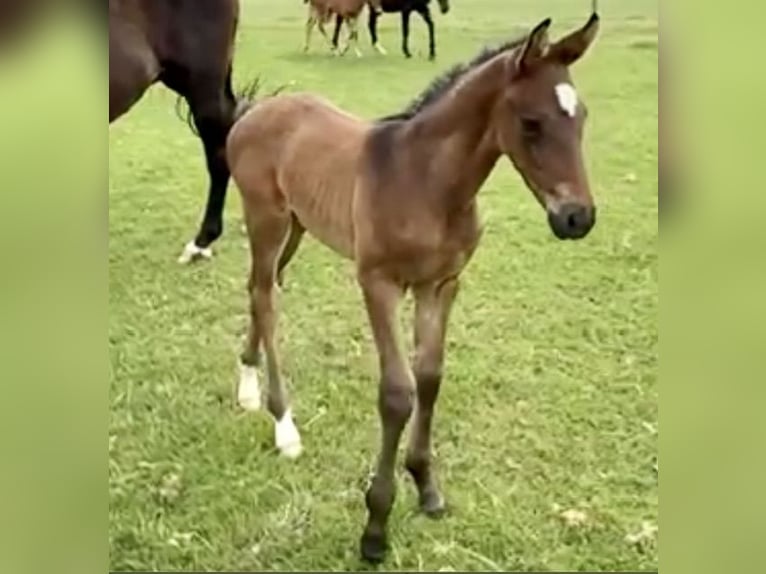 Oldenburger Merrie 2 Jaar in Neuss