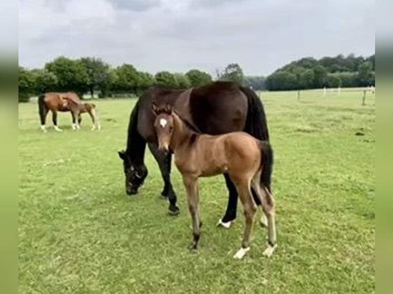 Oldenburger Merrie 2 Jaar in Neuss