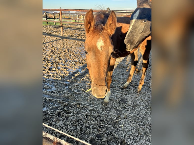 Oldenburger Merrie 2 Jaar Vos in Halle