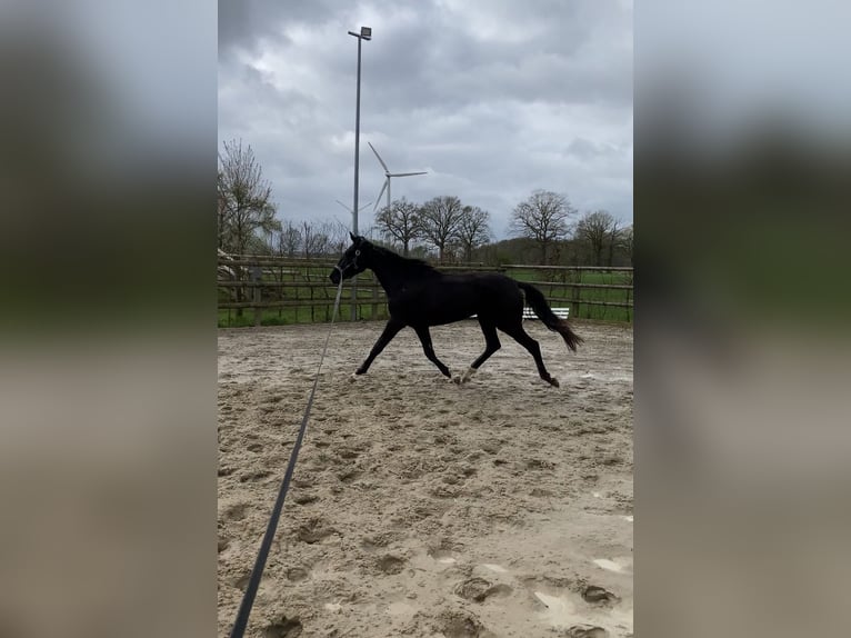 Oldenburger Merrie 2 Jaar Zwart in Altenberge