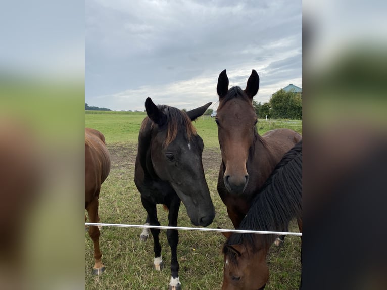 Oldenburger Merrie 2 Jaar Zwart in Altenberge