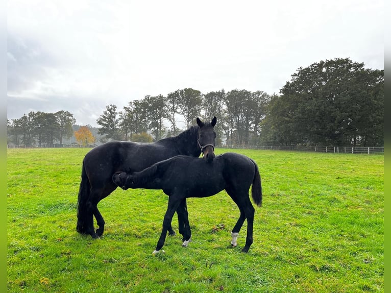 Oldenburger Merrie 2 Jaar Zwart in Altenberge