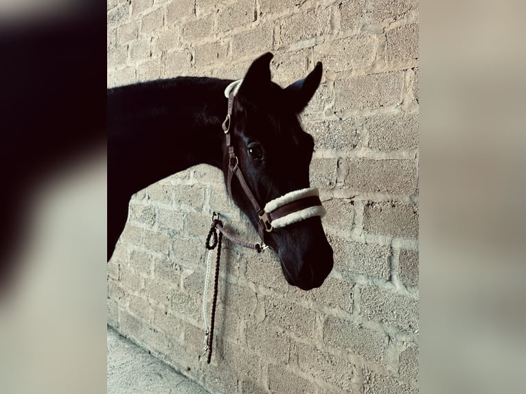 Oldenburger Merrie 2 Jaar Zwartbruin in Pierre de Bresse