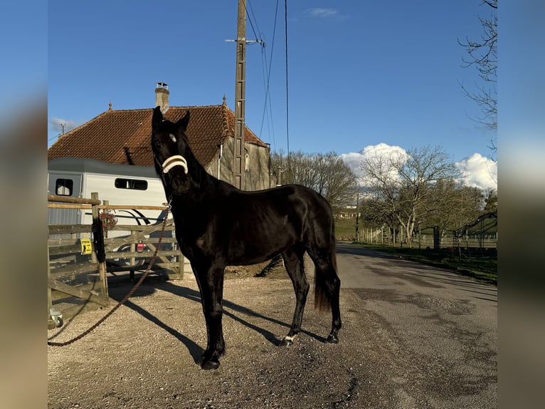 Oldenburger Merrie 2 Jaar Zwartbruin in Pierre de Bresse