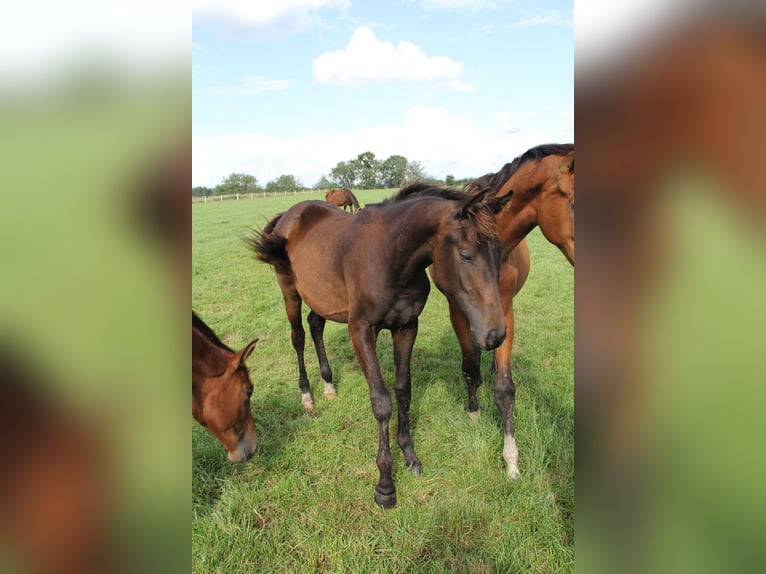 Oldenburger Merrie 2 Jaar Zwartbruin in Hankensbüttel