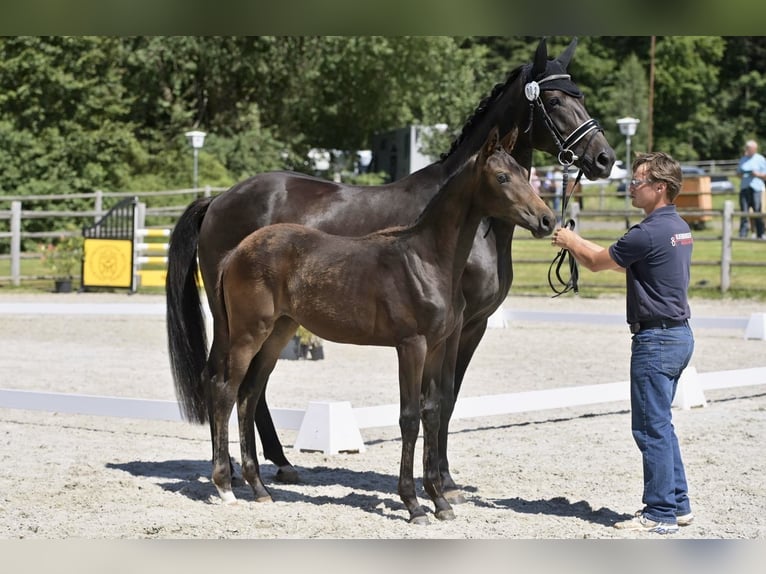 Oldenburger Merrie 2 Jaar Zwartbruin in Helferskirchen