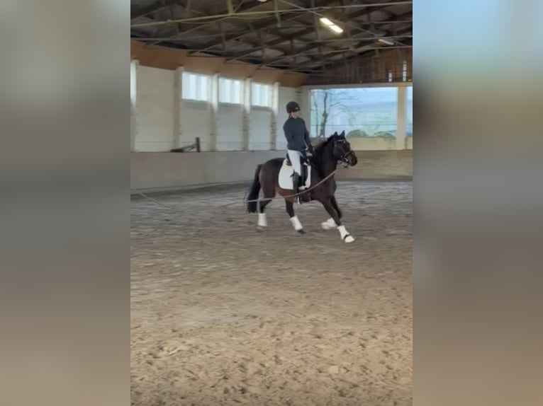 Oldenburger Merrie 3 Jaar 152 cm Donkerbruin in Perwenitz