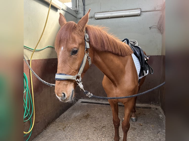 Oldenburger Merrie 3 Jaar 159 cm Vos in Hechtel eksel