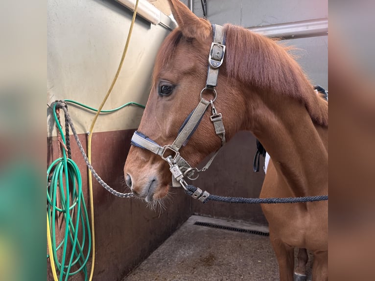 Oldenburger Merrie 3 Jaar 159 cm Vos in Hechtel eksel