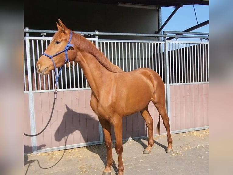Oldenburger Merrie 3 Jaar 159 cm Vos in Hechtel eksel