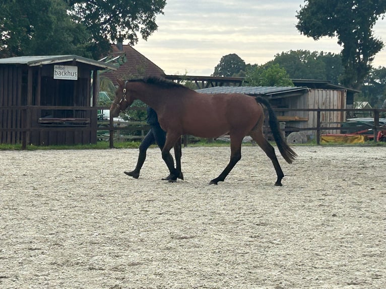 Oldenburger Merrie 3 Jaar 160 cm Bruin in Ganderkesee