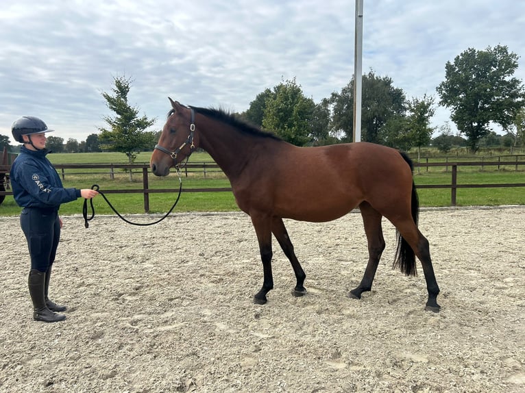 Oldenburger Merrie 3 Jaar 160 cm Bruin in Ganderkesee