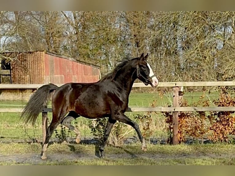 Oldenburger Merrie 3 Jaar 160 cm Donkerbruin in Emden