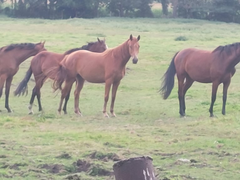 Oldenburger Merrie 3 Jaar 160 cm Vos in Schmarsow
