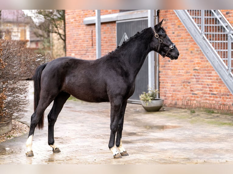 Oldenburger Merrie 3 Jaar 160 cm Zwart in Berlin