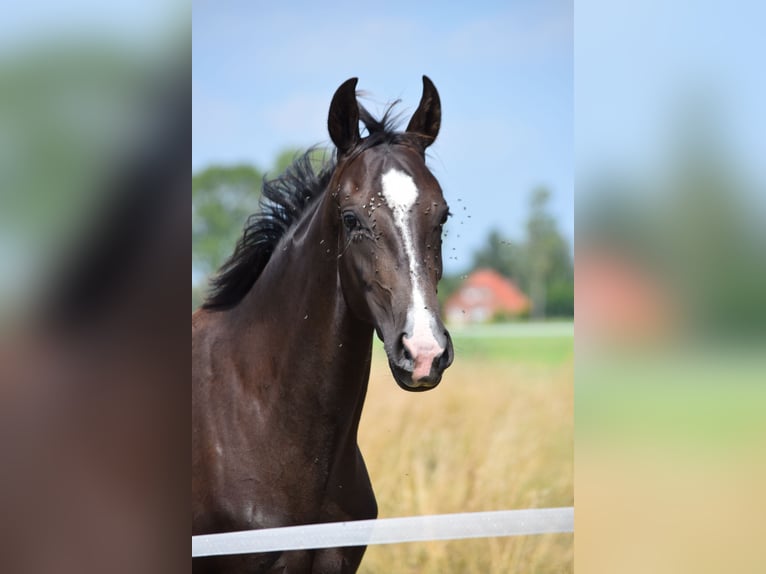Oldenburger Mix Merrie 3 Jaar 161 cm Donkerbruin in Ovelgönne
