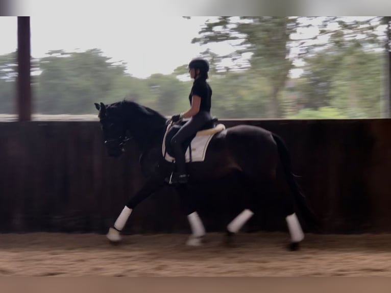 Oldenburger Merrie 3 Jaar 161 cm Donkerbruin in Neeritter